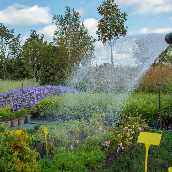 How much water do plants need during an Irish summer?