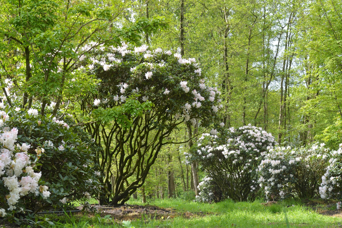 Multi-stem trees