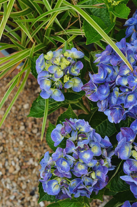 Hydrangea macrophylla