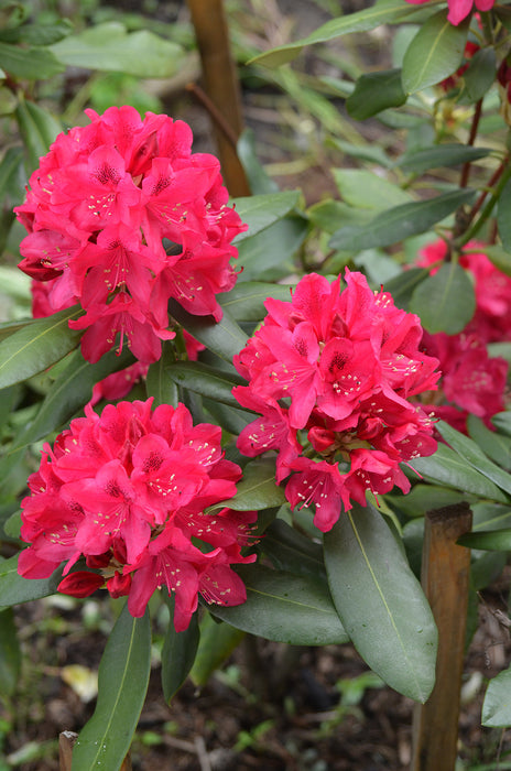 Rhododendron 'Nova Zembla'