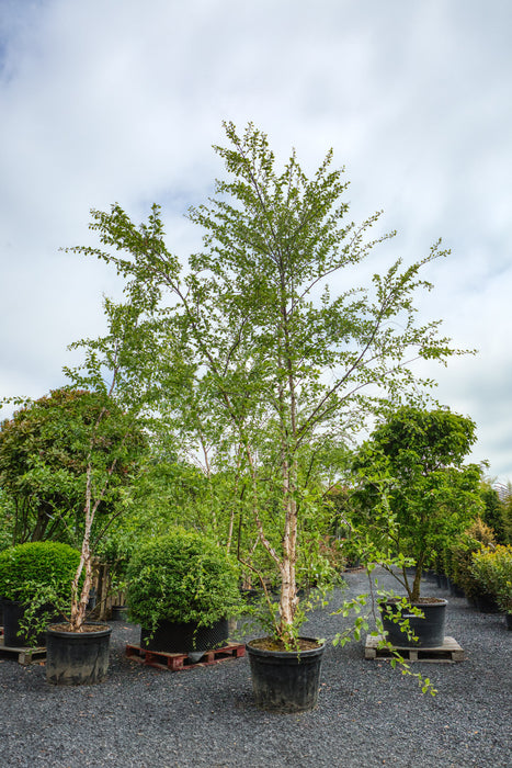 Betula nigra multistem - River birch