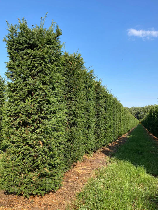 Taxus baccatta