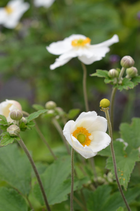 Anemone hybrida  'Honorine Jobert'