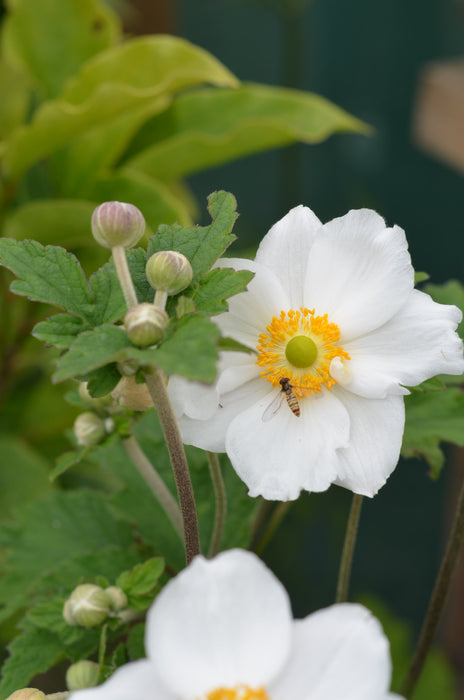 Anemone hybrida  'Honorine Jobert'