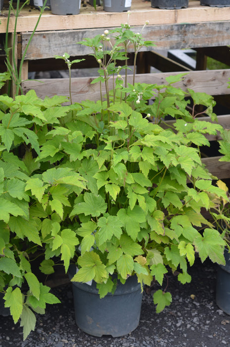 Anemone hybrida  'Honorine Jobert'