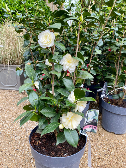 Camellia japonica 'Miss Lyla'