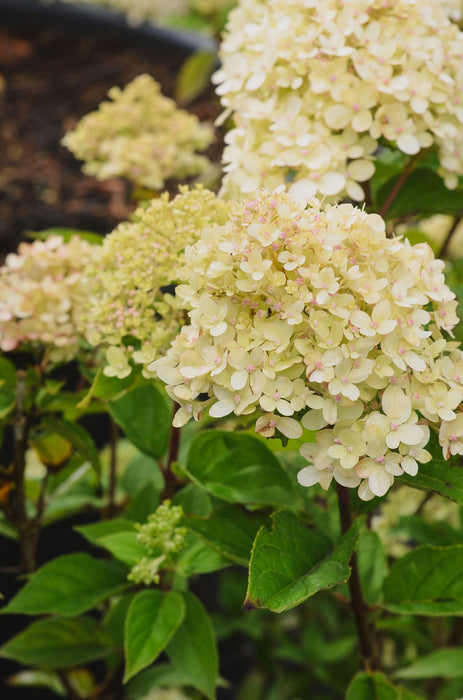 Hydrangea paniculata 'Little Lime'