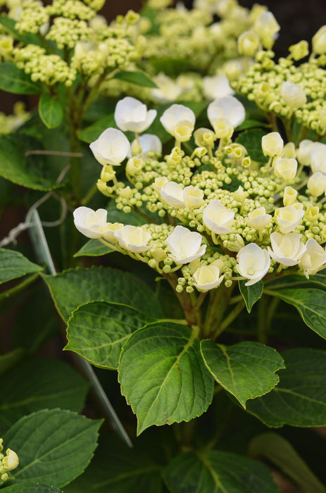 Hydrangea macrophylla