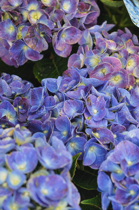 Hydrangea macrophylla