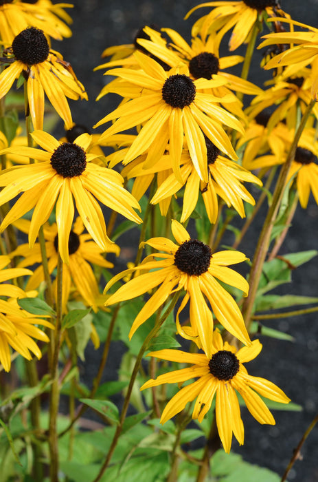 Rudbeckia f. 'Goldschirm'