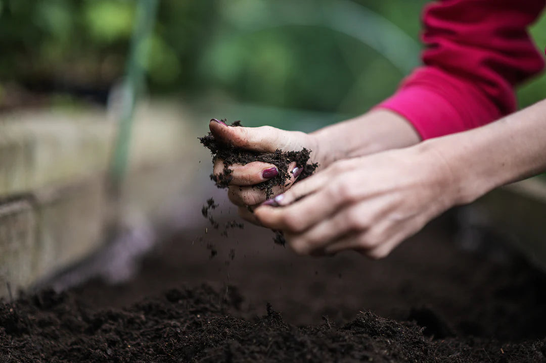 2. Check the Soil Moisture Regularly