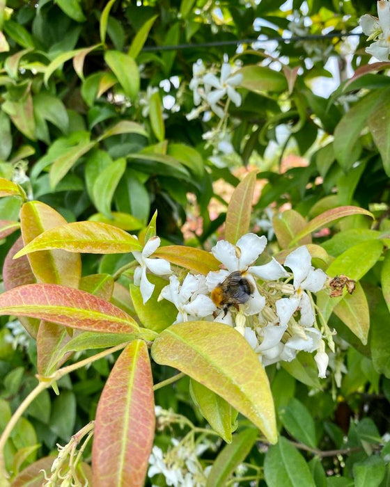 Trachelospermum jasminoides - Star Jasmine