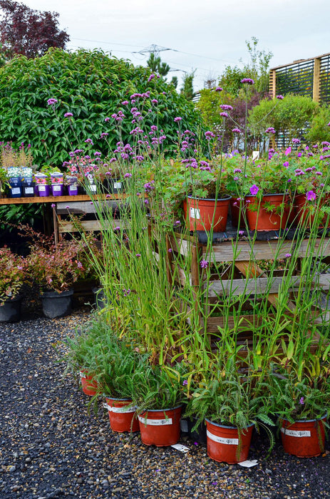 Verbena bonariensis