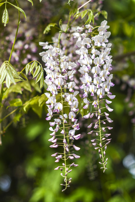 Wisteria floribunda 'Rosea' - Japanese wisteria