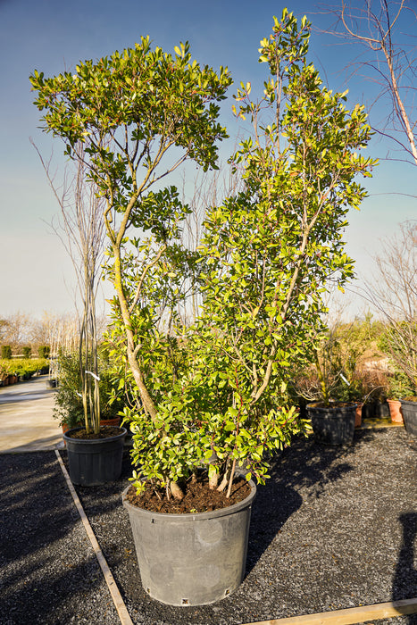 Arbutus unedo - Strawberry tree