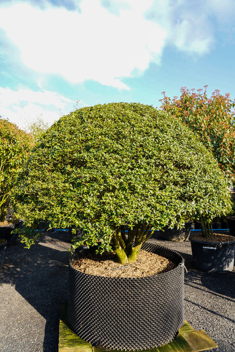 Osmanthus burkwoodii multi stem