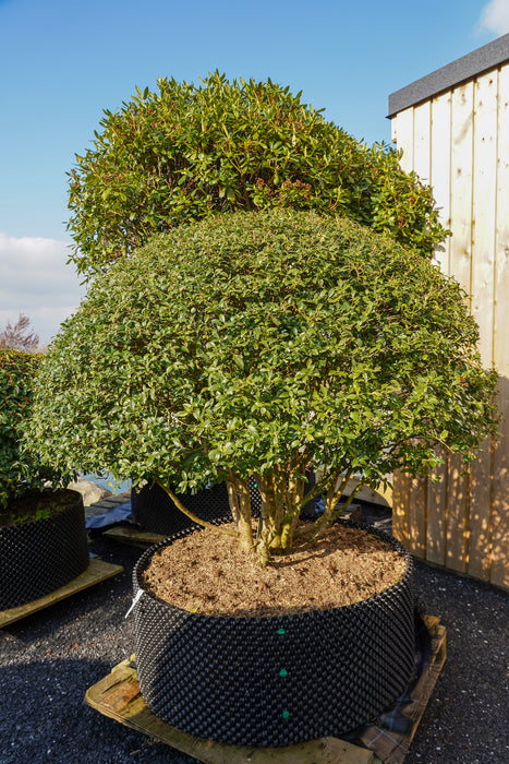 Osmanthus burkwoodii multi stem