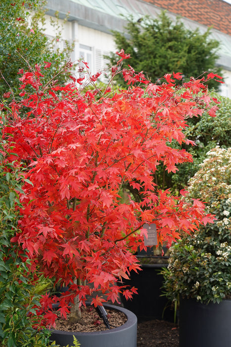 Acer palmatum 'Osakazuki' - Japanese maple