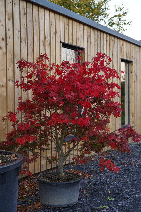 Acer palmatum 'Osakazuki' - Japanese maple