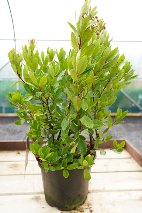 Arbutus unedo - Strawberry tree