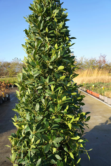 Laurus nobilis - Bay laurel