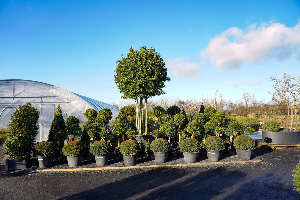 Laurus nobilis - Bay laurel lollipop