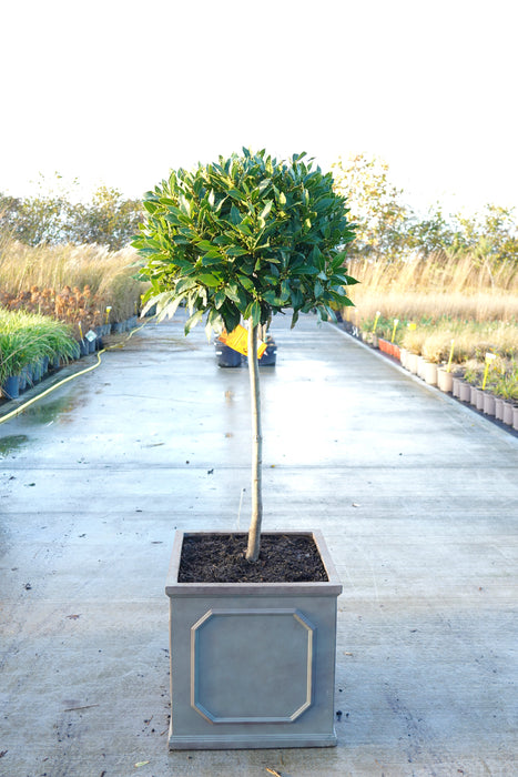 Laurus nobilis - Bay laurel