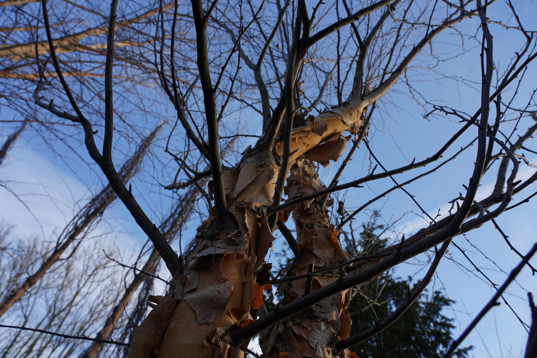 Betula nigra multistem - River birch