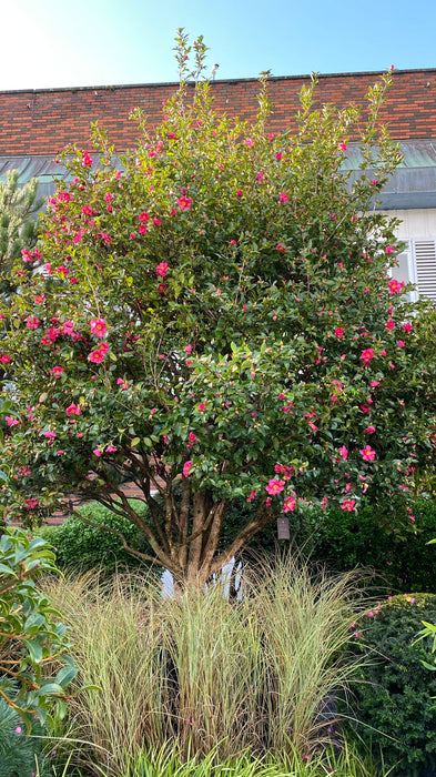 Camellia japonica 'Sas Kanjuro' - Japanese camellia