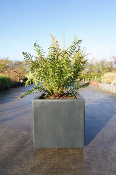 Polystichum braunii - Braun's Holly Fern