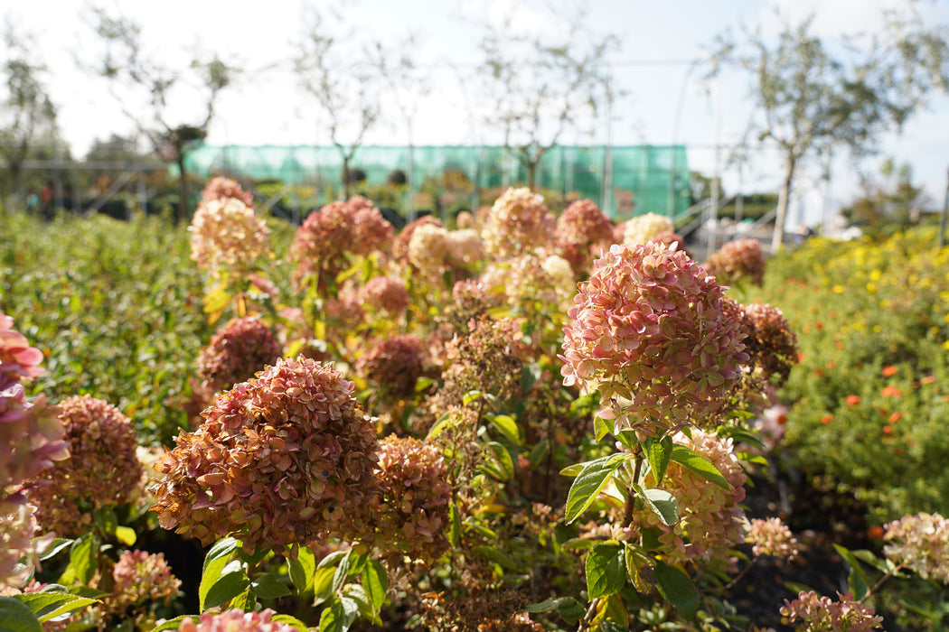 Hydrangea paniculata 'Limelight'