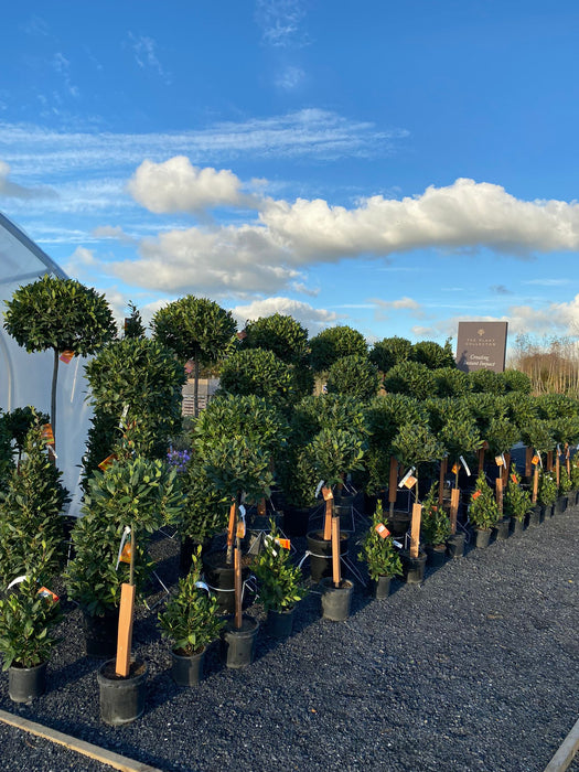 Laurus nobilis - Bay laurel lollipop