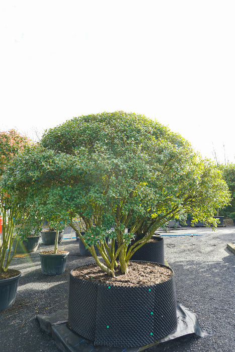 Osmanthus burkwoodii multi stem