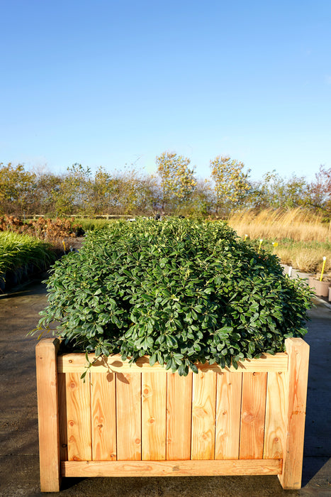 Pittosporum tobira 'Nanum'