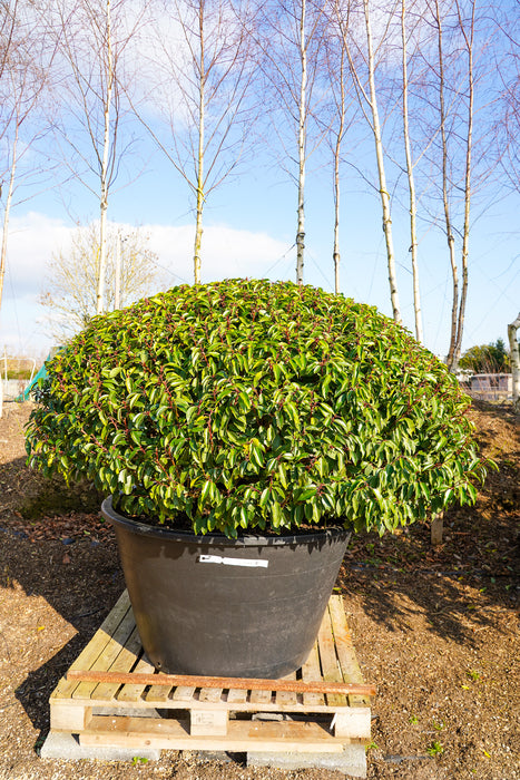 Prunus lusitanica 'Angustifolia' dome - Portuguese laurel