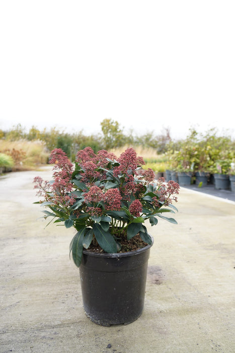 Skimmia japonica 'Rubella'