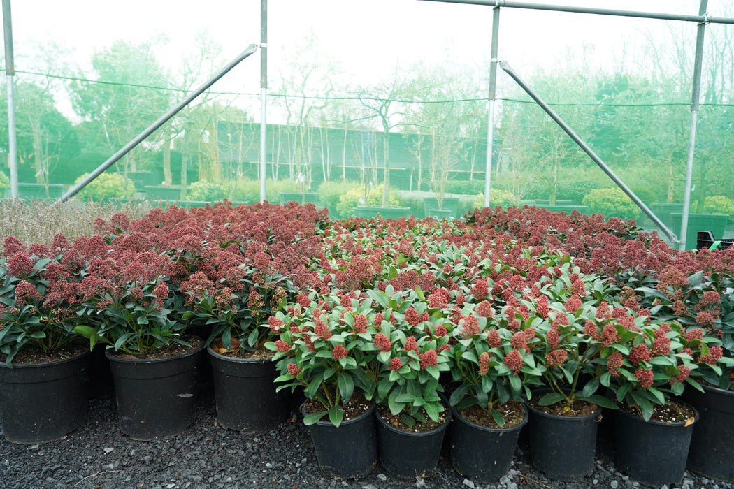 Skimmia japonica 'Rubella'