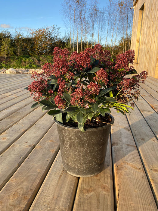 Skimmia japonica 'Rubella'