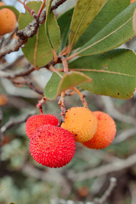 Arbutus unedo - Strawberry tree