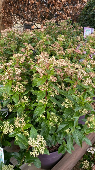 Viburnum tinus