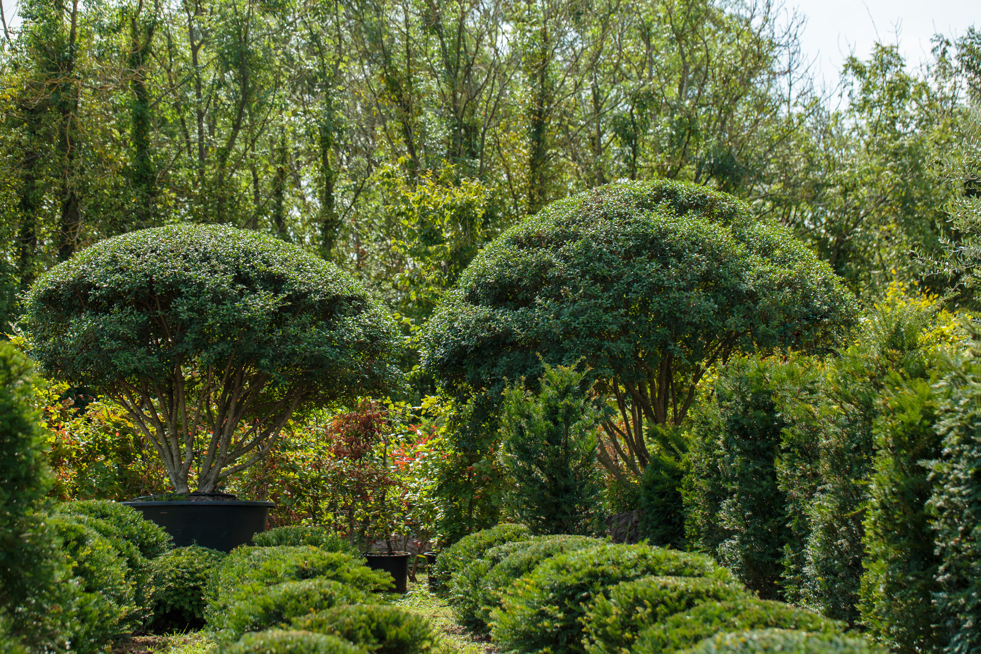 See Through planting